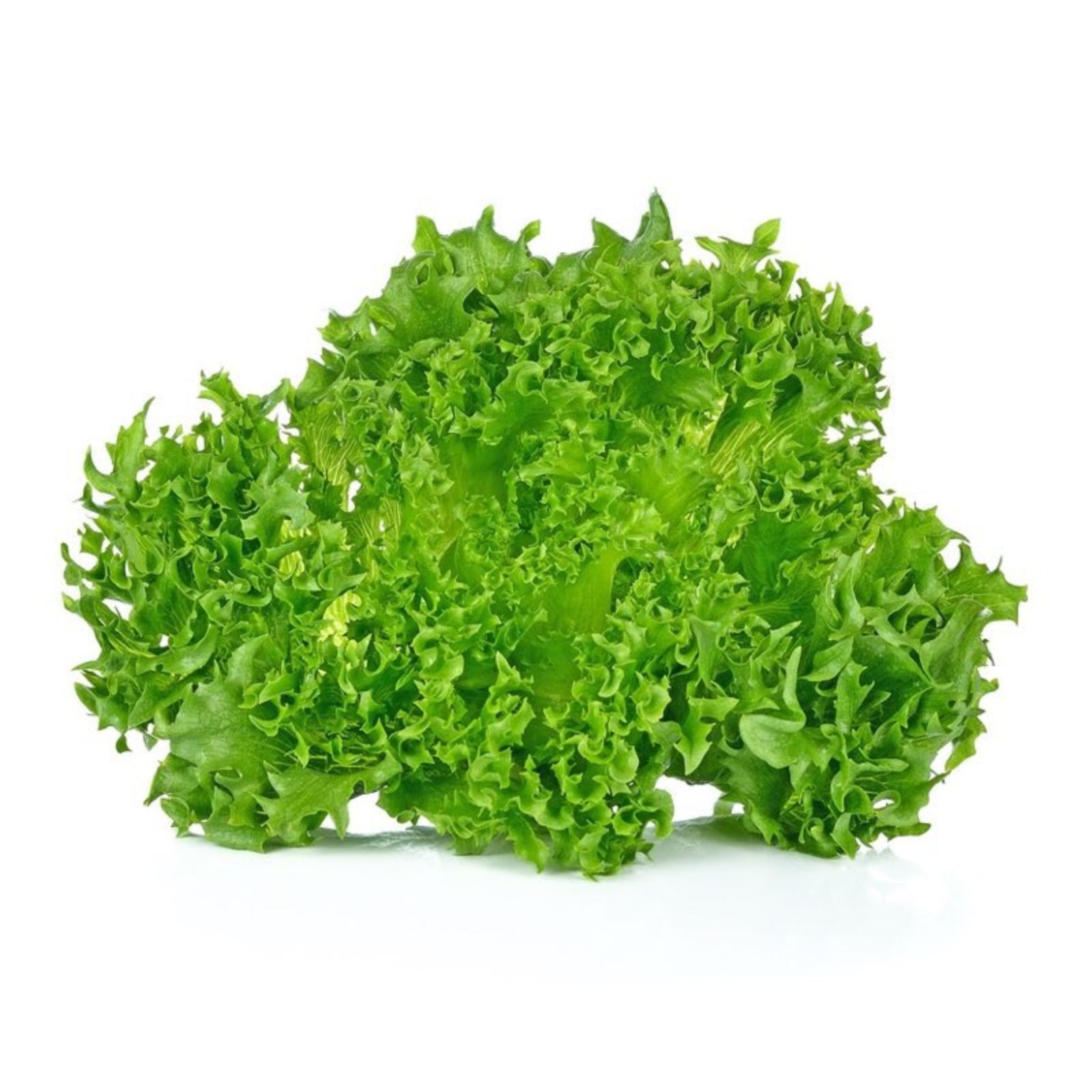 Semi di lattuga "Riccia schiana" piante per orto e giardino coltivazione domestica e professionale