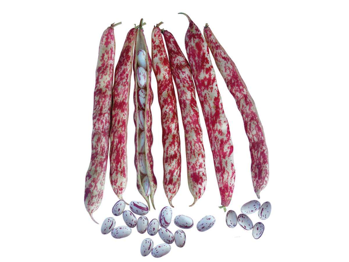 Semi di fagiolo rampicante "Borlotto Lingua di fuoco" piante per orto e giardino coltivazione domestica e professionale