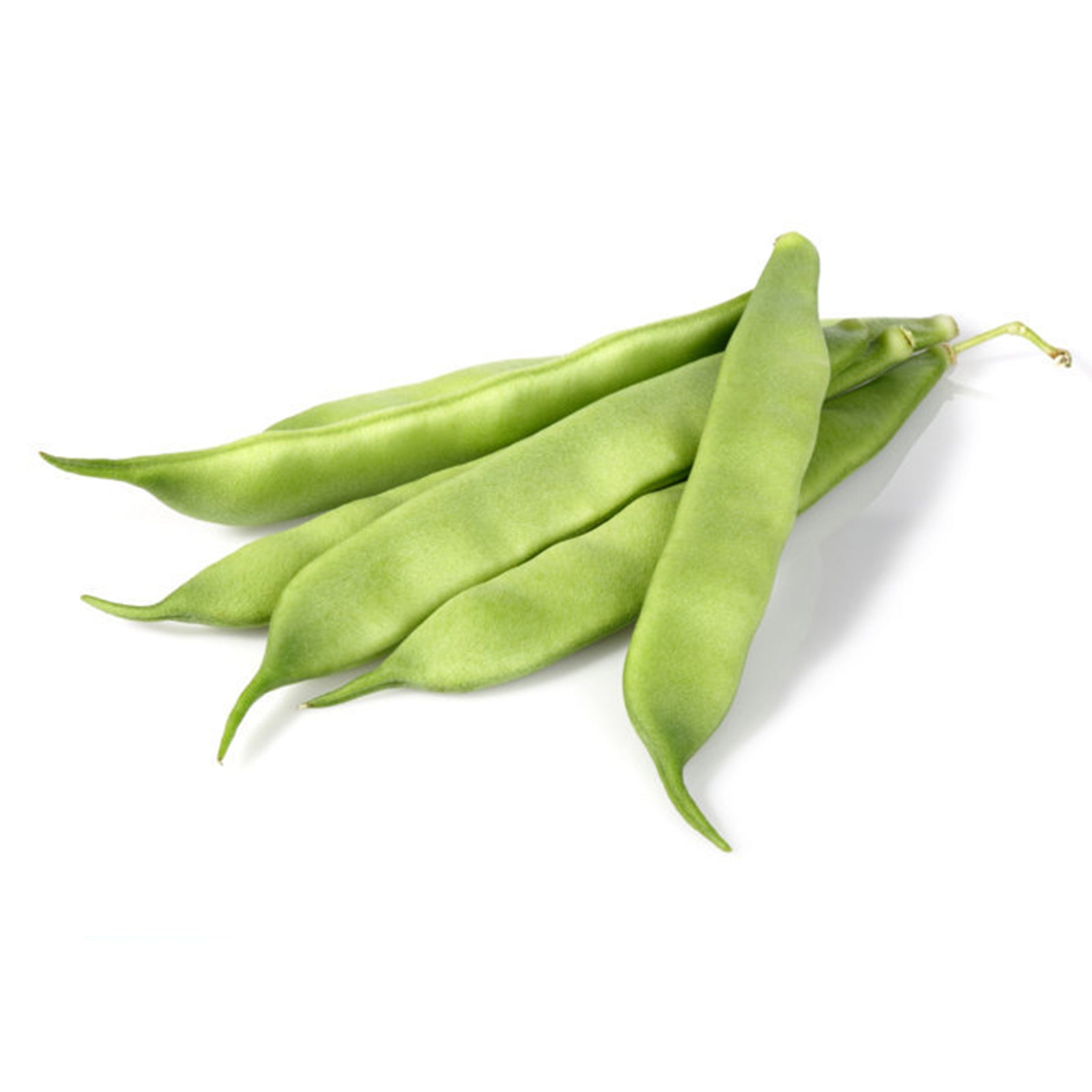 Semi di fagiolo nano "Mangiatutto Nassau" piante per orto e giardino coltivazione domestica e professionale