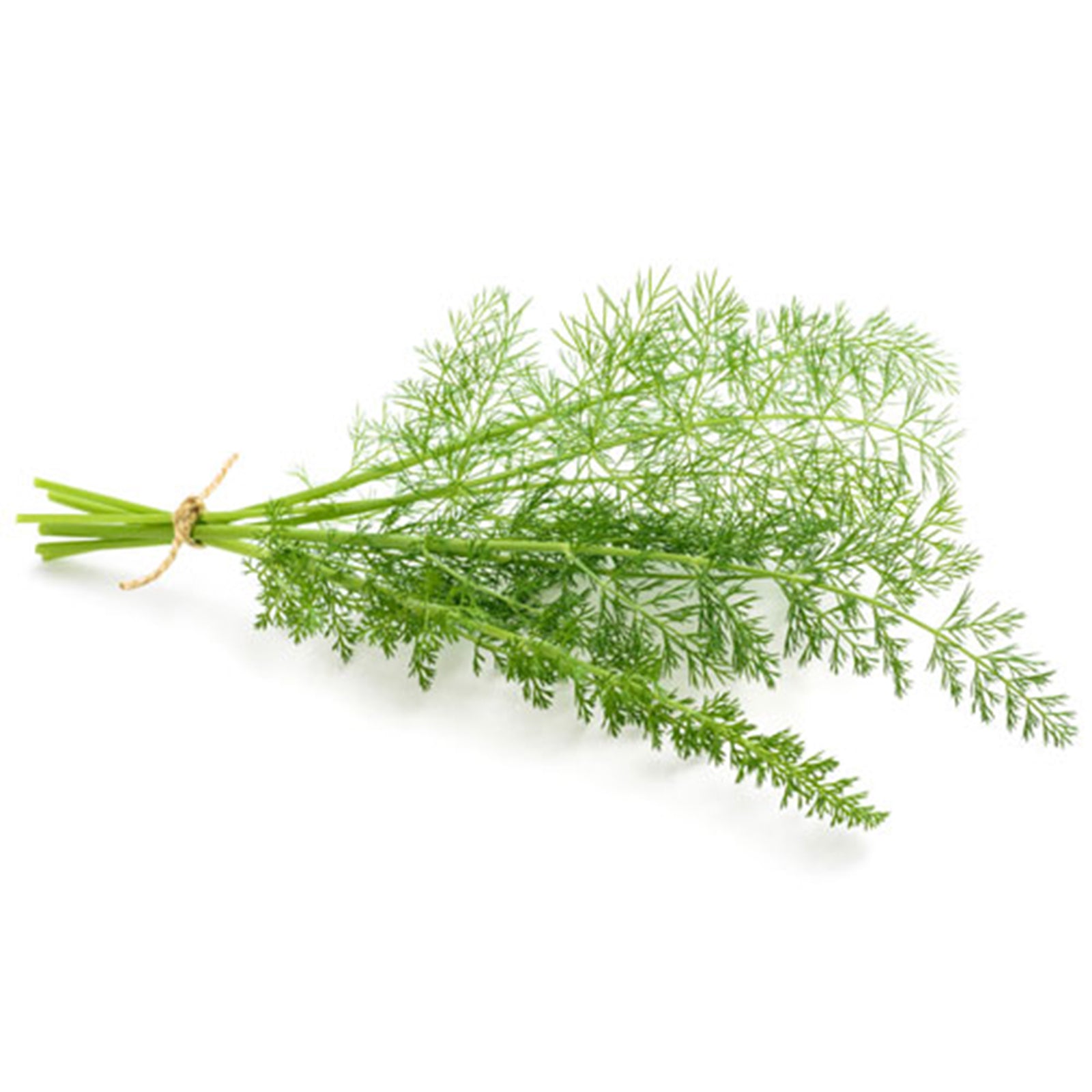 Semi di Finocchio selvatico piante per orto e giardino coltivazione domestica e professionale