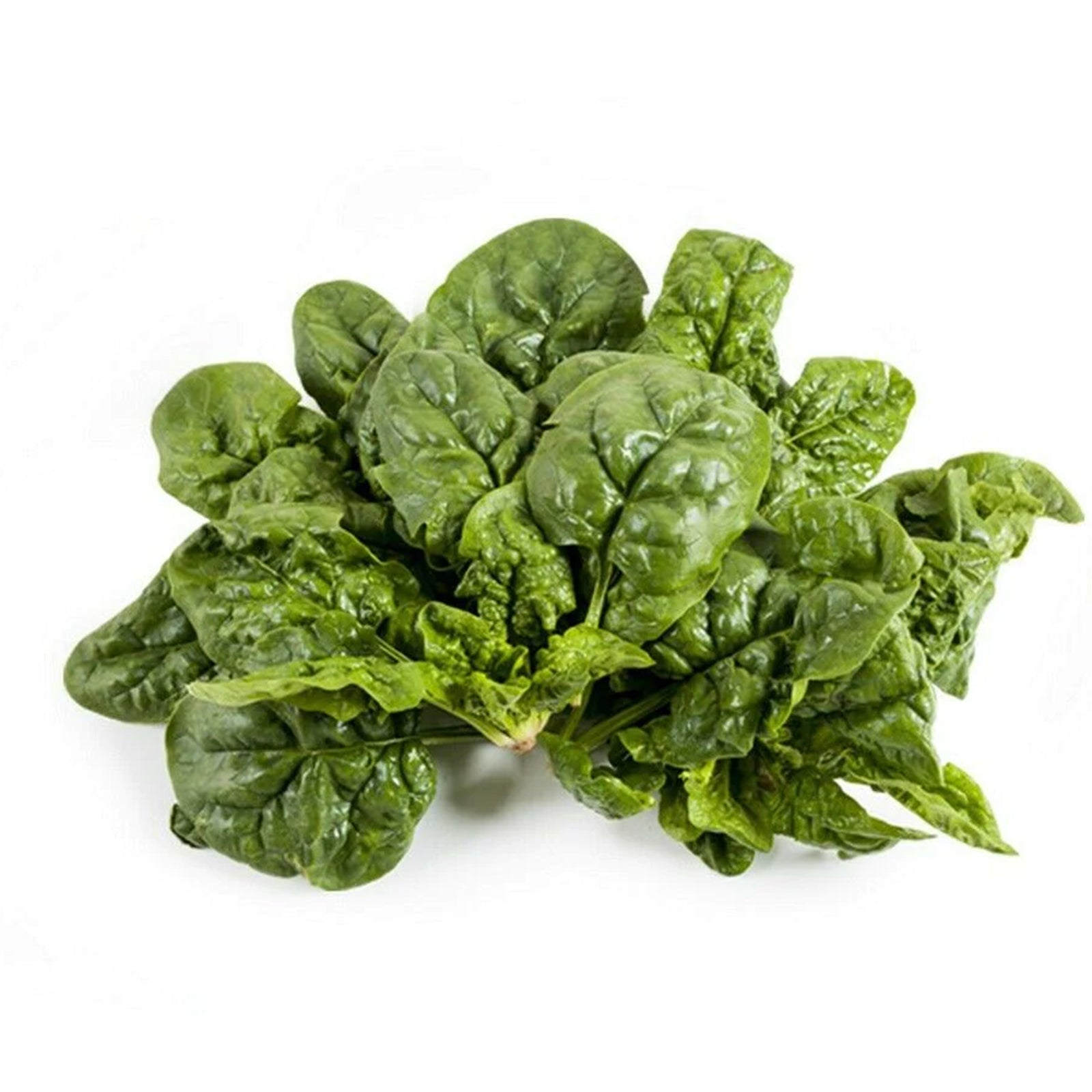 Semi di spinacio "riccio d'America" piante per orto e giardino coltivazione domestica e professionale kg 0,5