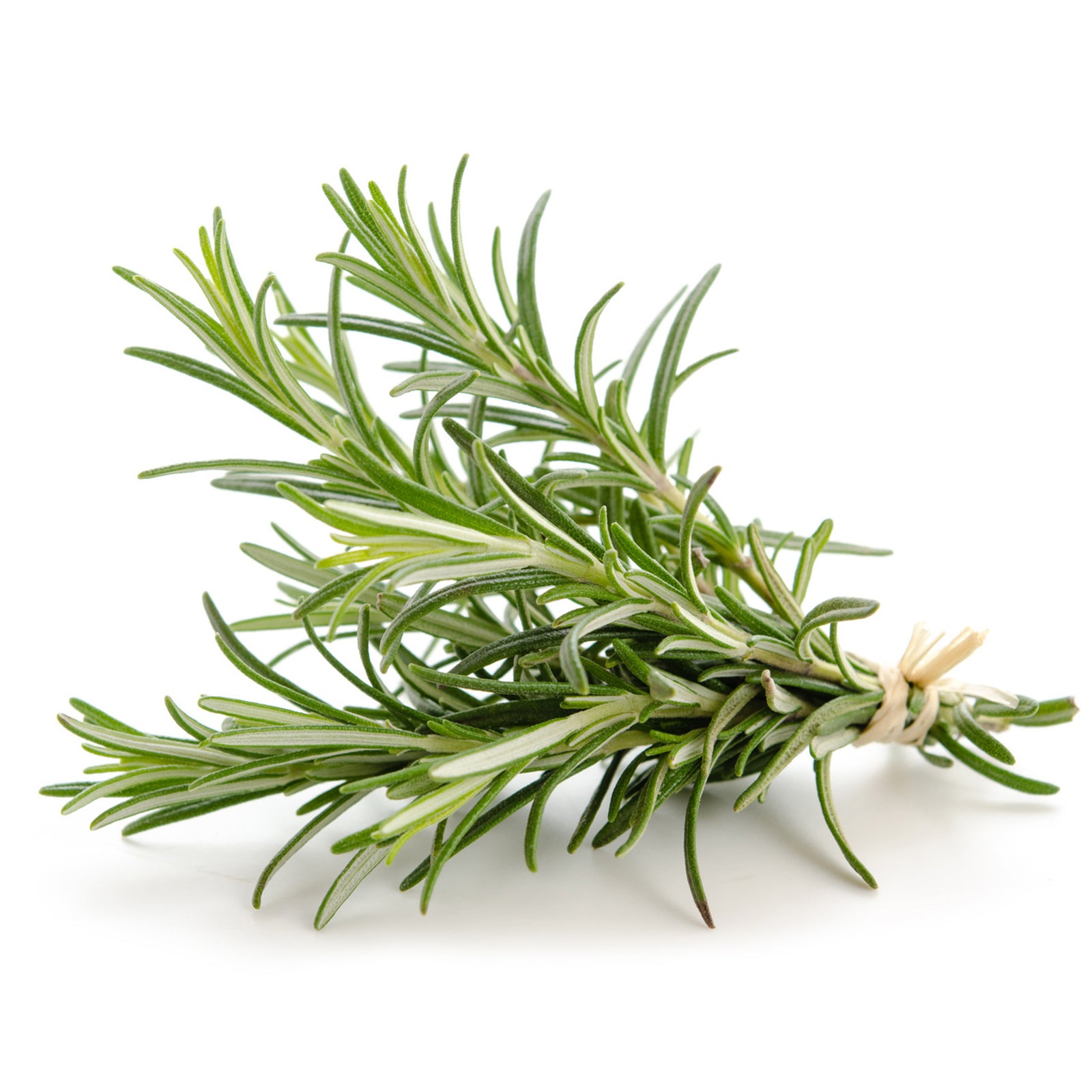 Semi di rosmarino piante per orto e giardino coltivazione domestica e professionale