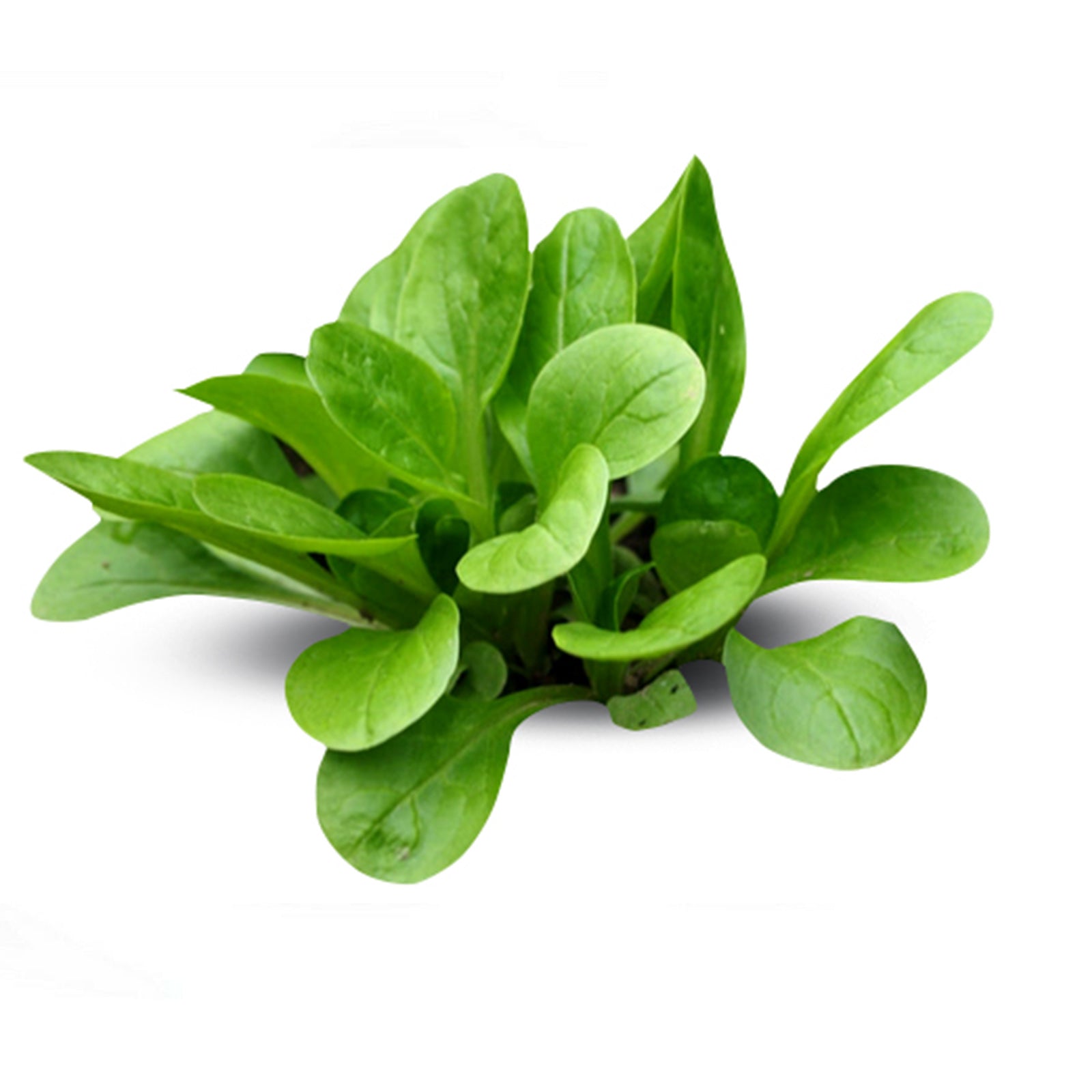 Semi di valeriana piante per orto e giardino coltivazione domestica e professionale