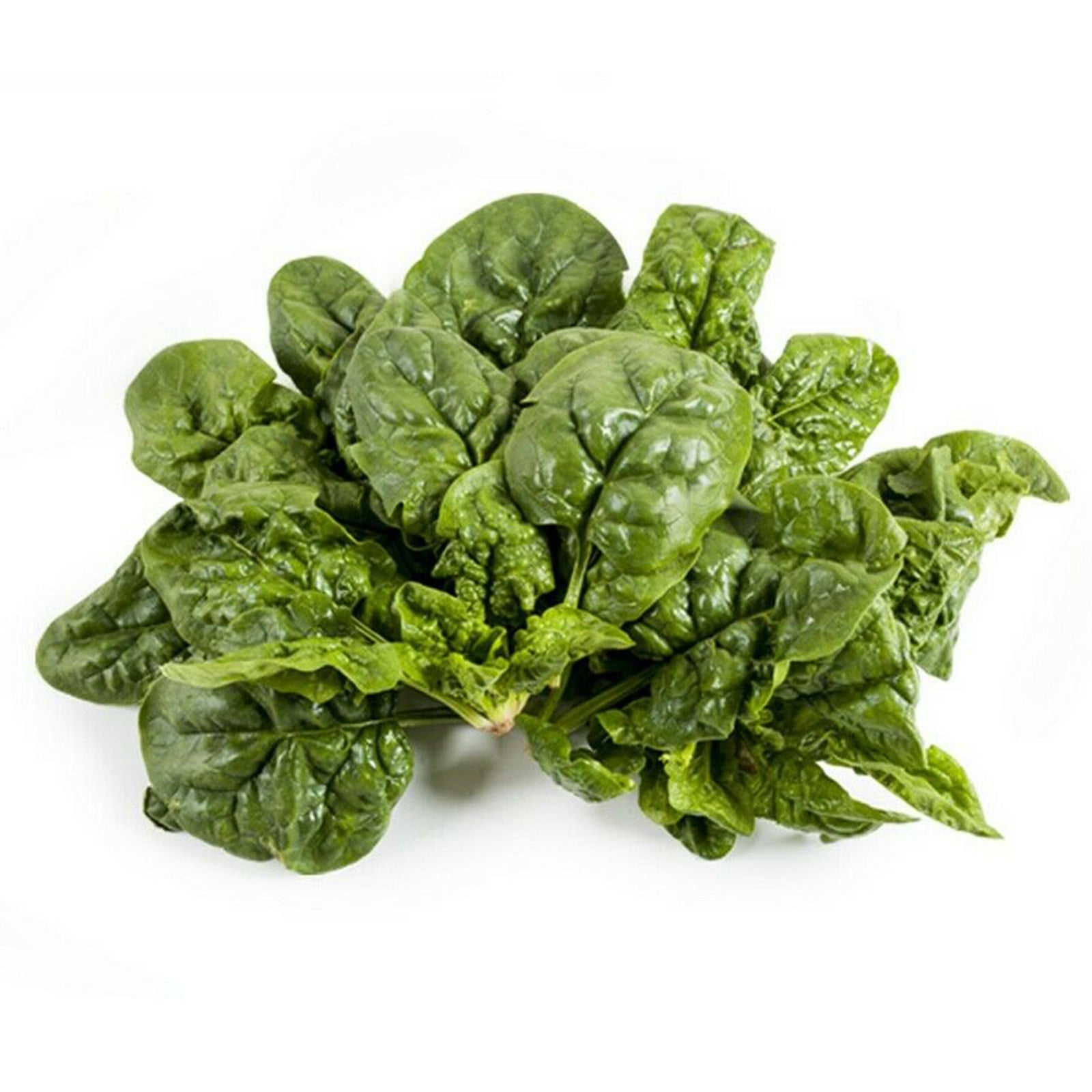 Semi di spinacio "Gigante d'inverno" piante per orto e giardino coltivazione domestica e professionale