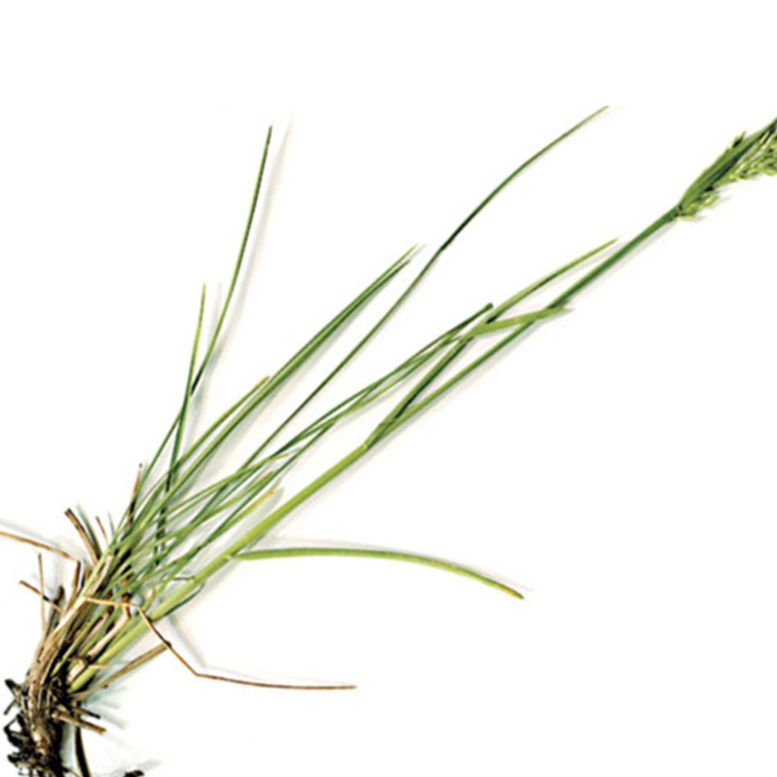 Semi di Gramigna piante per orto e giardino coltivazione domestica e professionale kg 0.5