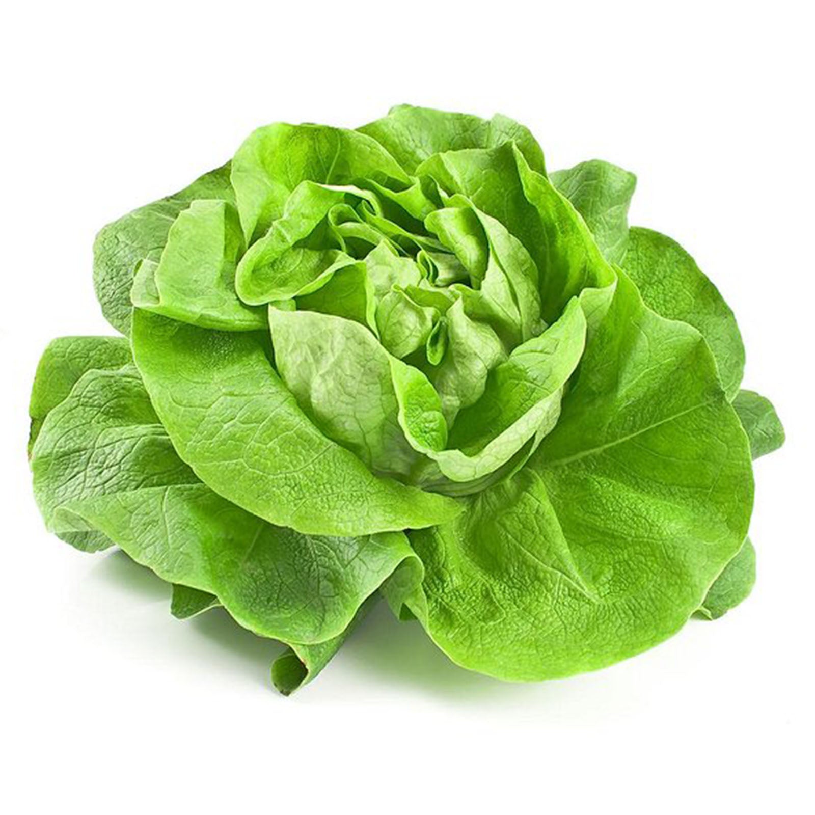 Semi di lattuga "Regina d'estate 3" piante per orto e giardino coltivazione domestica e professionale