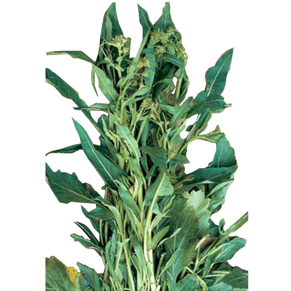 Semi di cima di Rapa "Foglia d'ulivo" piante per orto e giardino