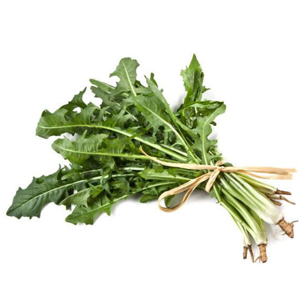 Semi di cicoria cicoriella selvatica foglia frastagliata insalata orto da campo