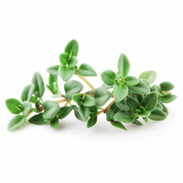 Semi di timo pianta aromatica per orto e giardino