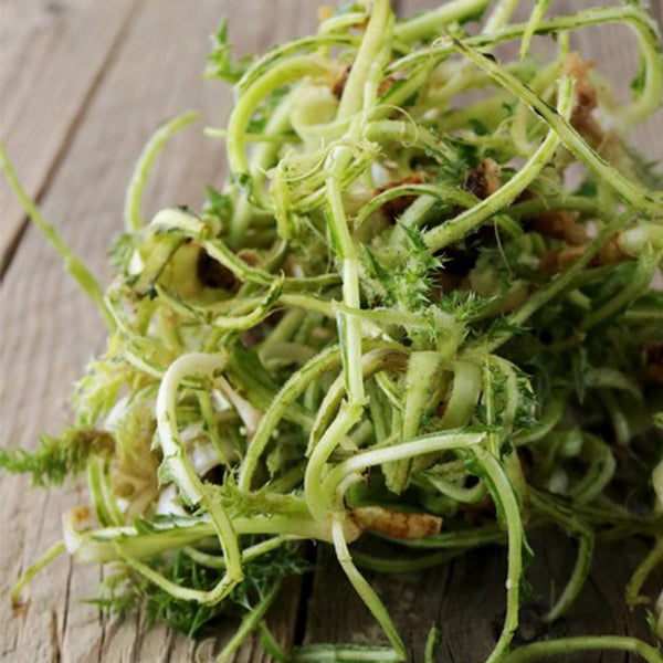 Semi di cardone cardoncello selvatico ortaggio pianta per orto e giardino