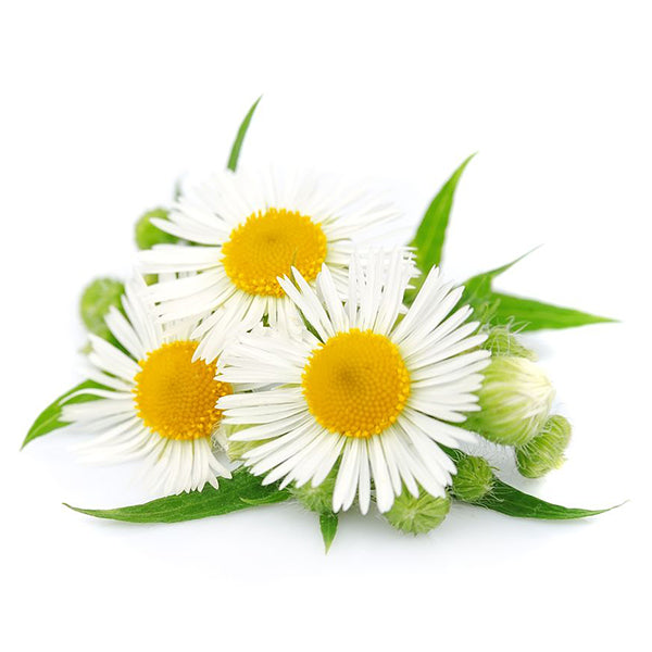 Semi di camomilla pianta aromatica per orto e giardino