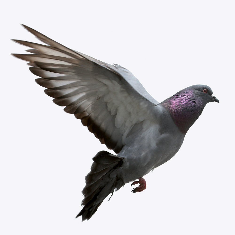 Disabituante per Piccioni e Pipistrelli 1000 ml