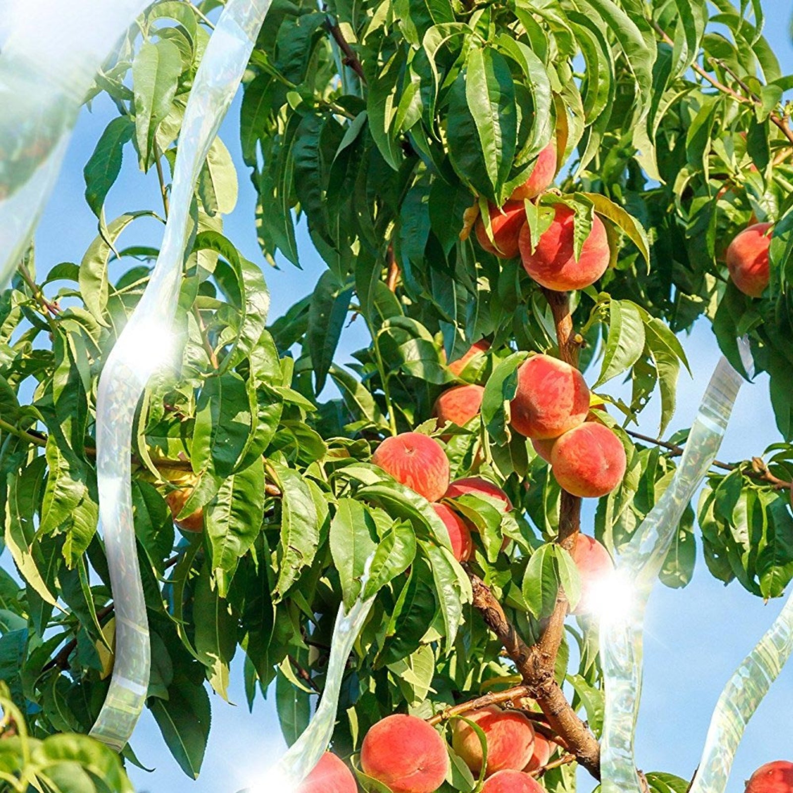 Nastro dissuasore bimetallico per uccelli e piccioni 100 mt