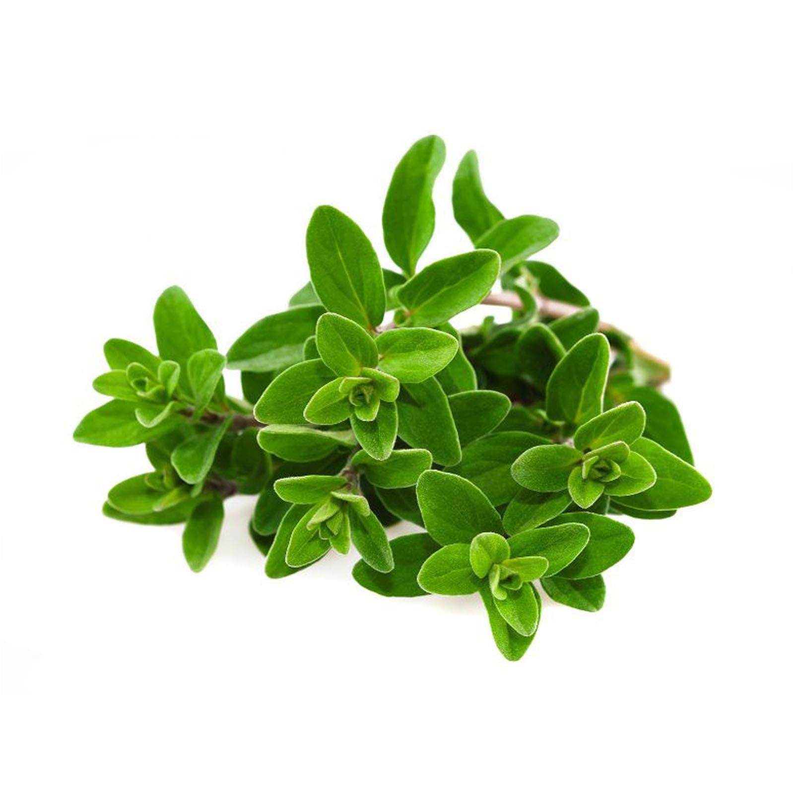 Semi maggiorana selvatica sativa officinale aromatica pianta orto