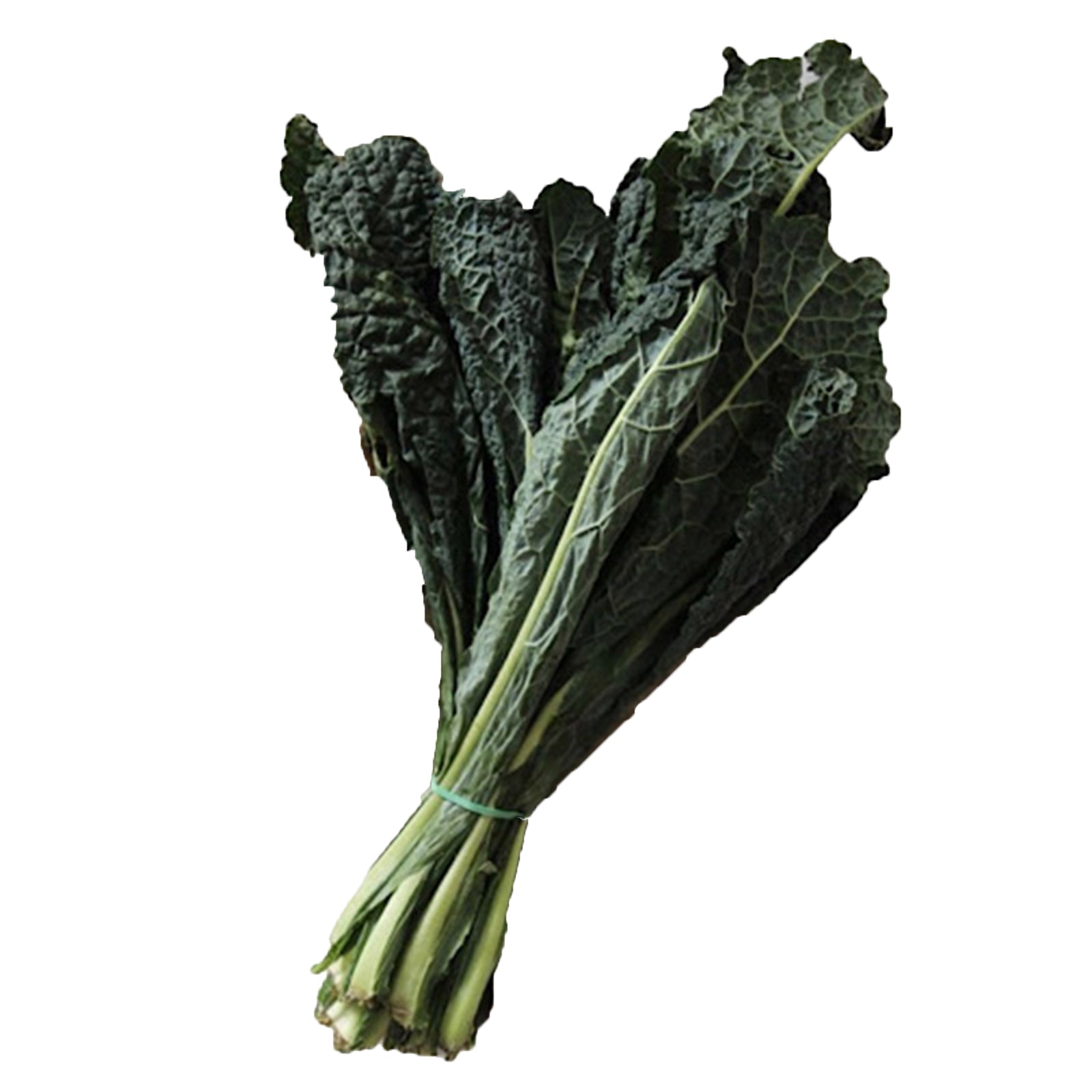 Semi di Cavolo laciniato nero di Toscana precoce piante per orto e giardino