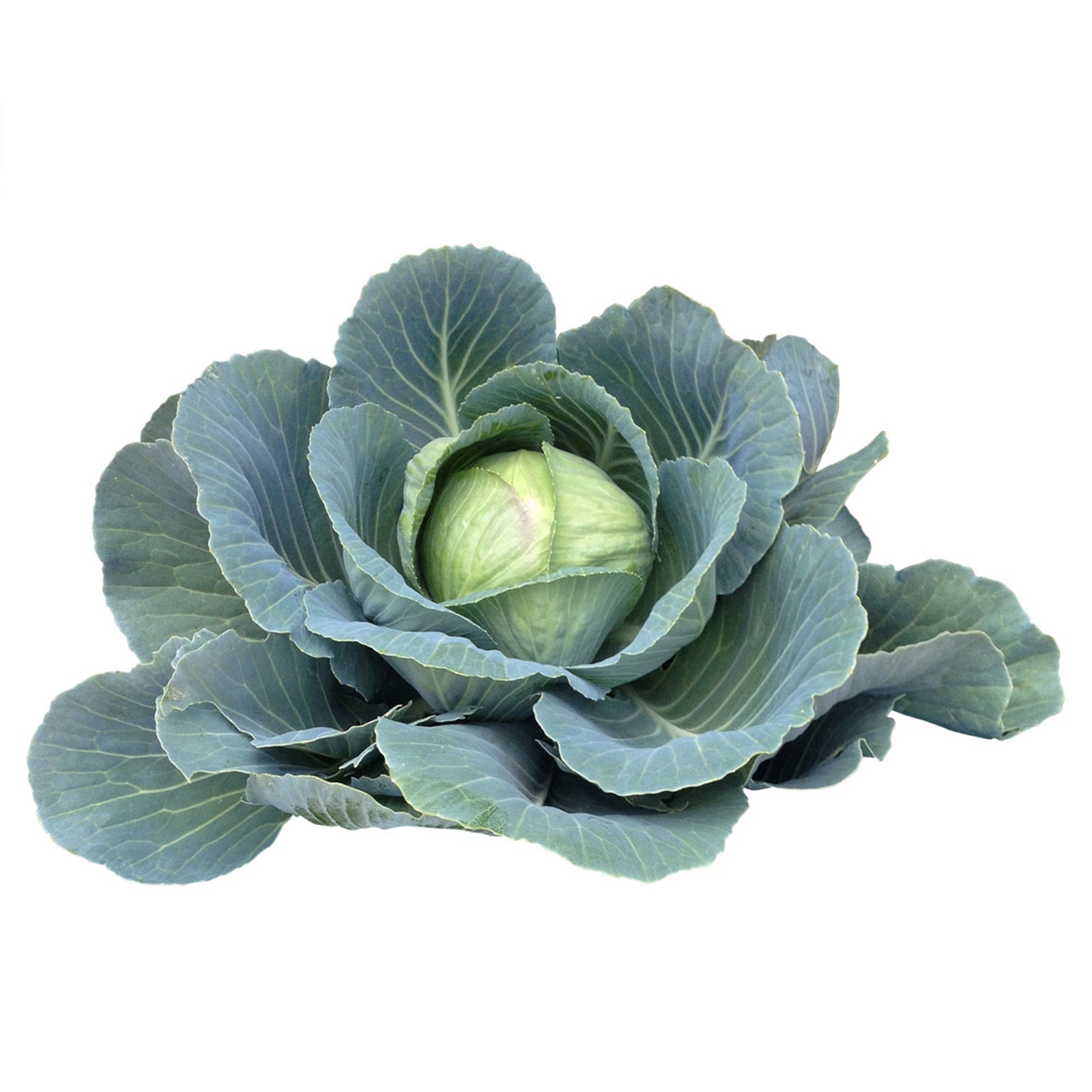 Semi di Cavolo Cappuccio mercato di Copenhagen 2 per orto e giardino