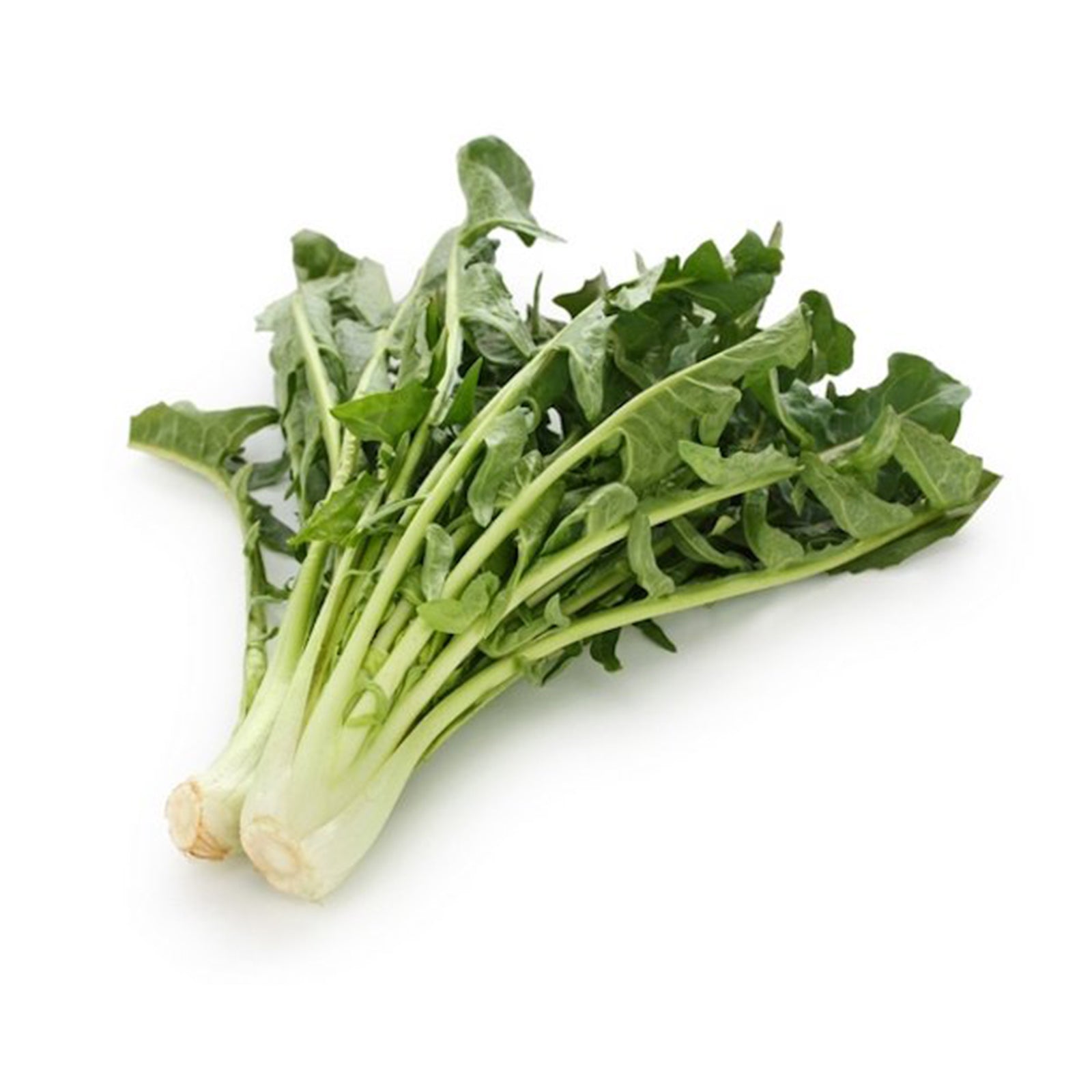 Semi di Cicoria Catalogna per cicoriella piante per orto e giardino