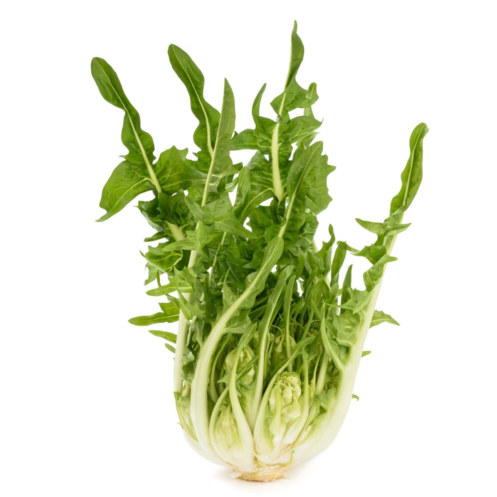 Semi di Cicoria Catalogna a foglie frastagliate piante per orto e giardino