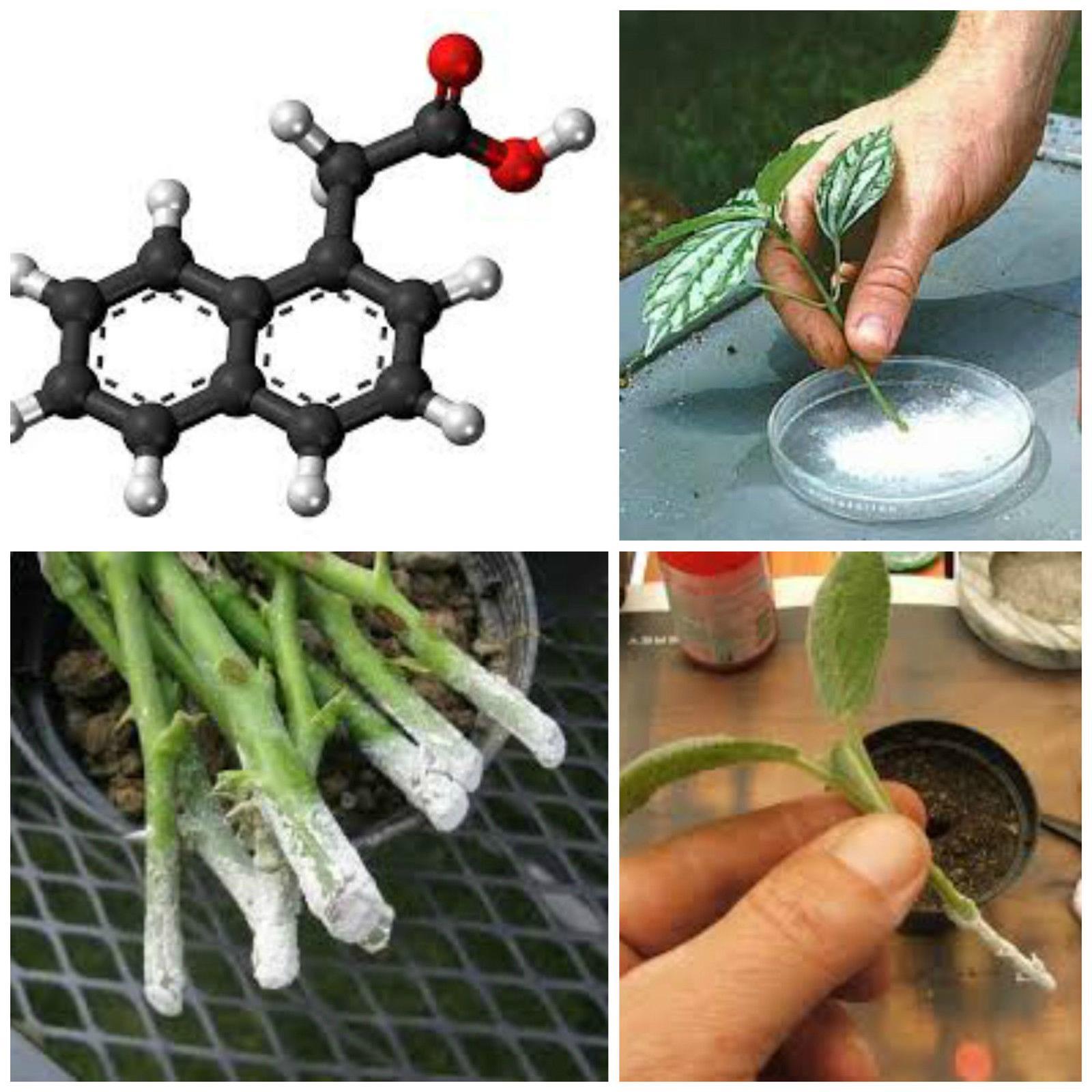 Ormone radicante in polvere rapid ormon 100 gr radici talee trapianto piante