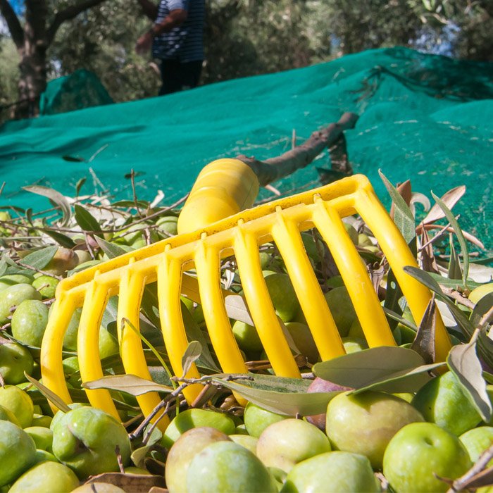 Rastrello a pettine per raccolta olive in pvc h 17 cm 9 denti con predisposizione asta