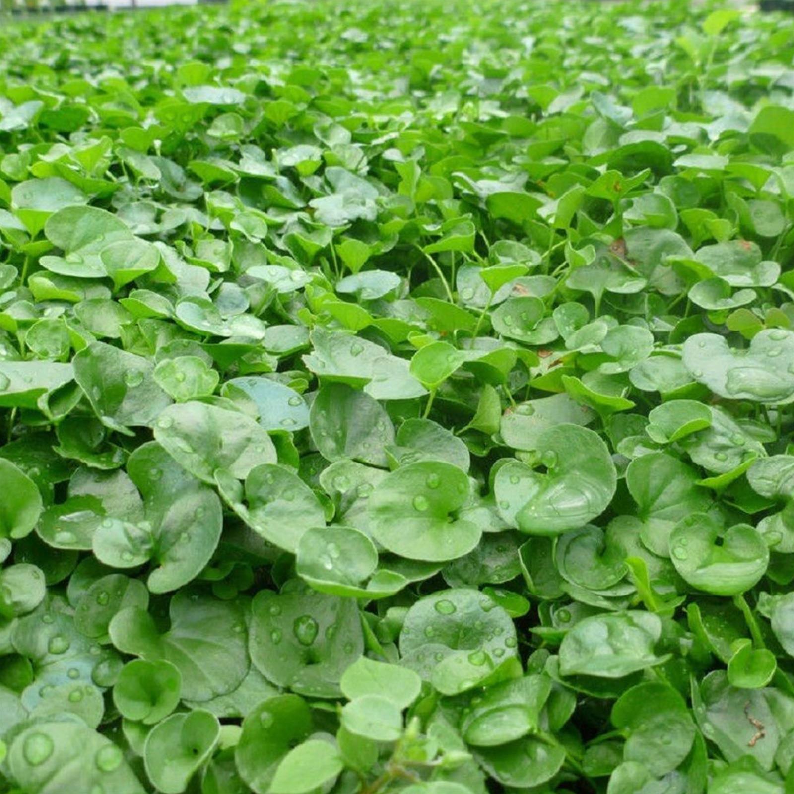 Dichondra Repens Bottos – Blooming Garden Center Dichondra Repens Bottos – Blooming Garden Center