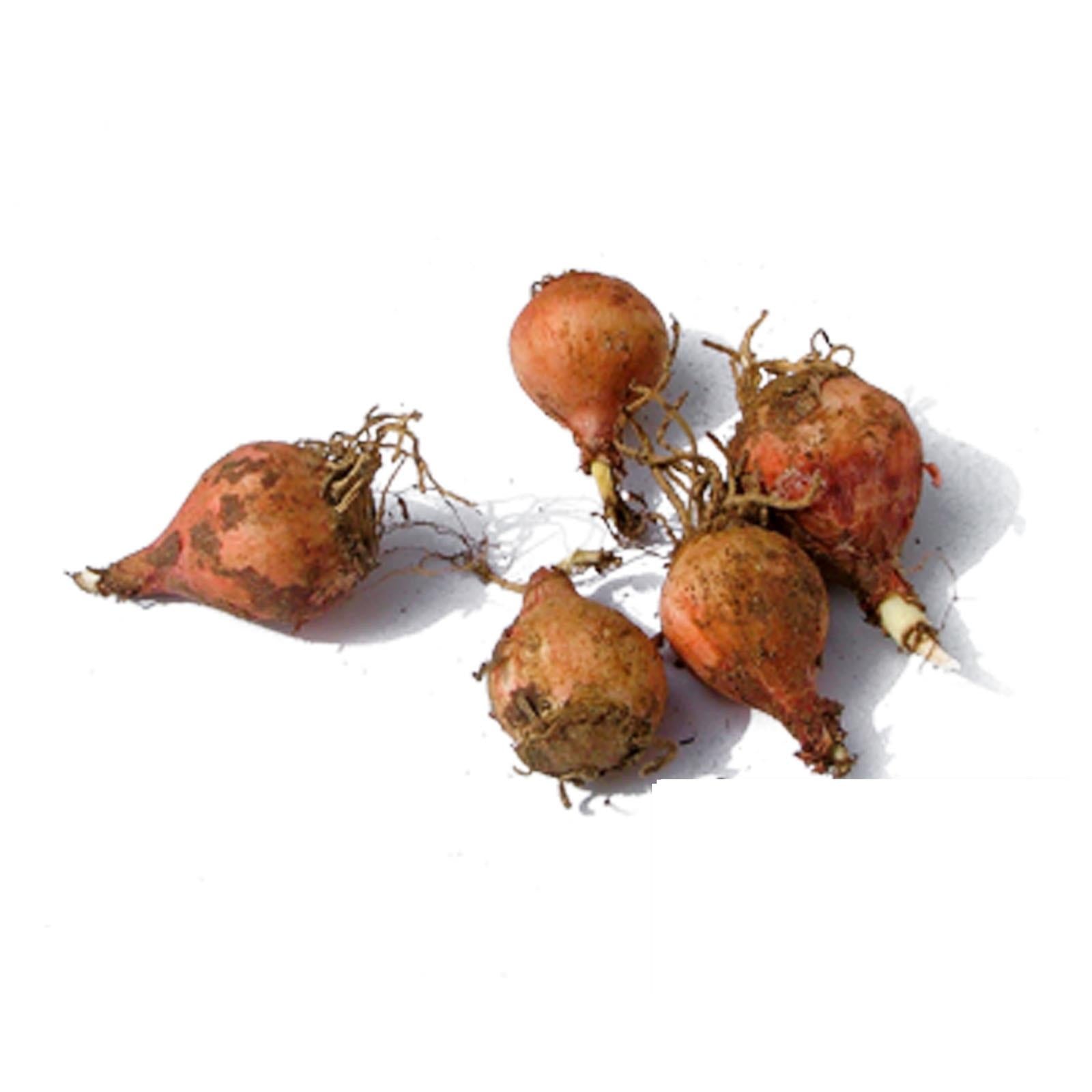 Semi lampascioni muscari comosum pampascioni selvatici