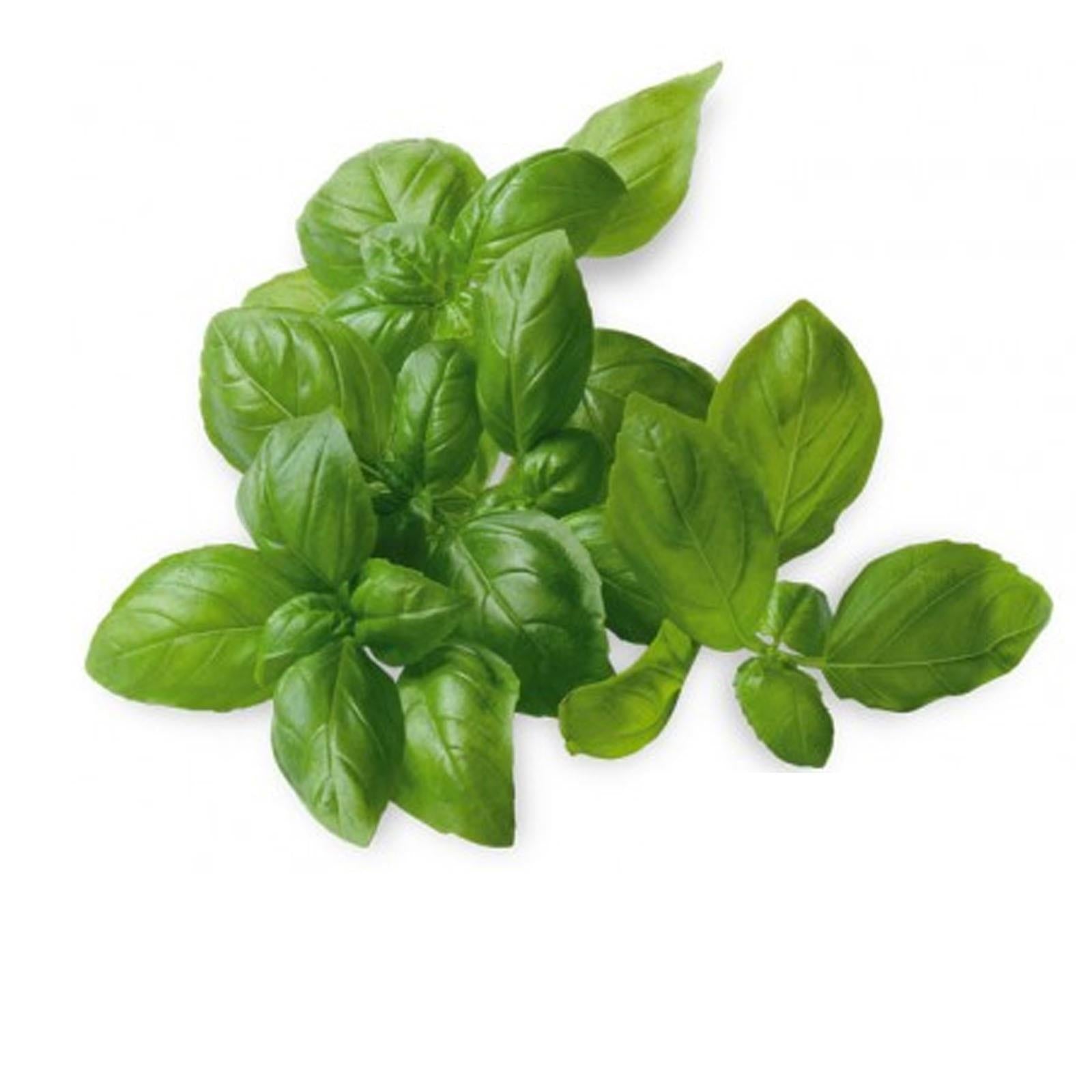 1000 semi di basilico genovese foglia stretta piccola italiano classico pesto piante aromatiche