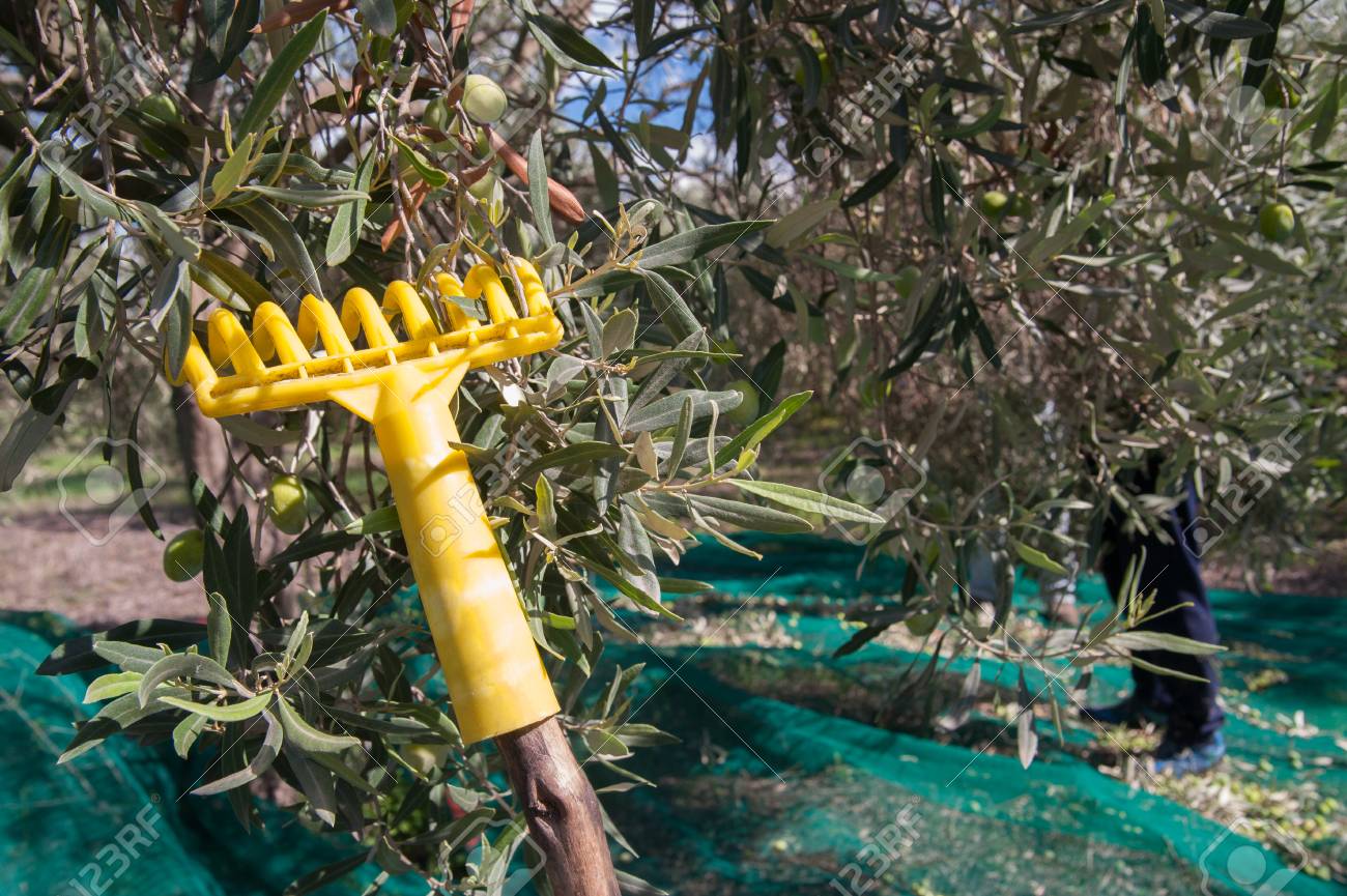 Rastrello a pettine per raccolta olive in pvc h 17 cm 9 denti con predisposizione asta