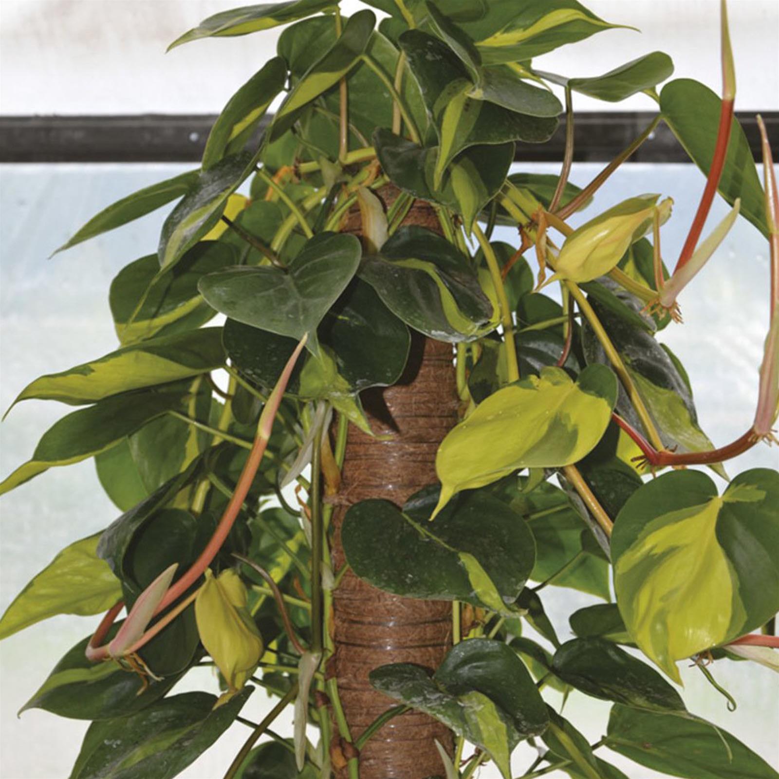 Tutore per piante rampiacanti da interno bastone muschiato 120 cm ø 5 cm