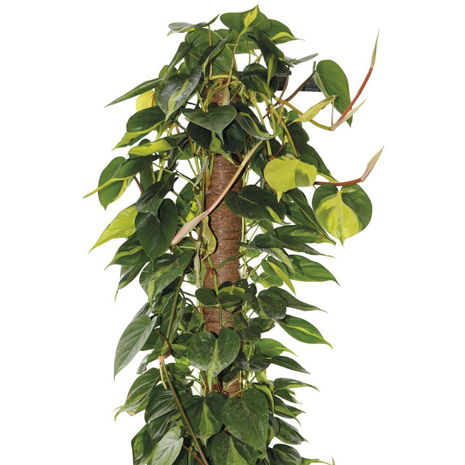 Tutore per piante rampiacanti da interno bastone muschiato 120 cm ø 5 cm