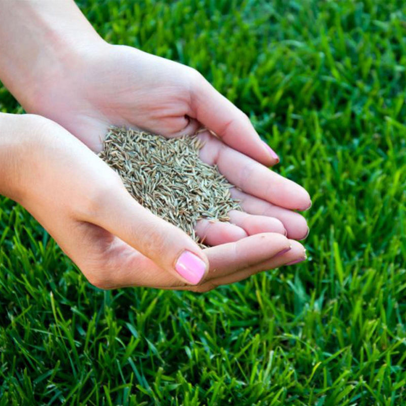 Kg 1 seme per rigenerazione prato inglese erba tappeto erboso ripristina aiuola