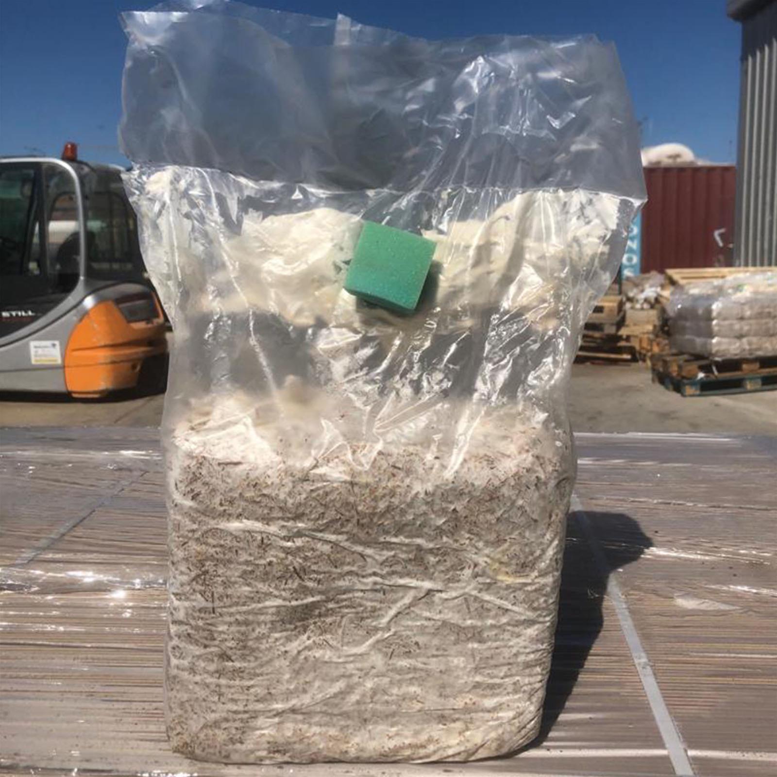 Pani di funghi cardoncelli pleurotus eryngii coltivazione cardoncello substrato e ceppo balletta