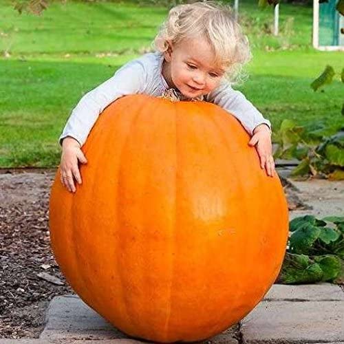 Semi di zucca "Quintale" pianta speciale per orto e giardino