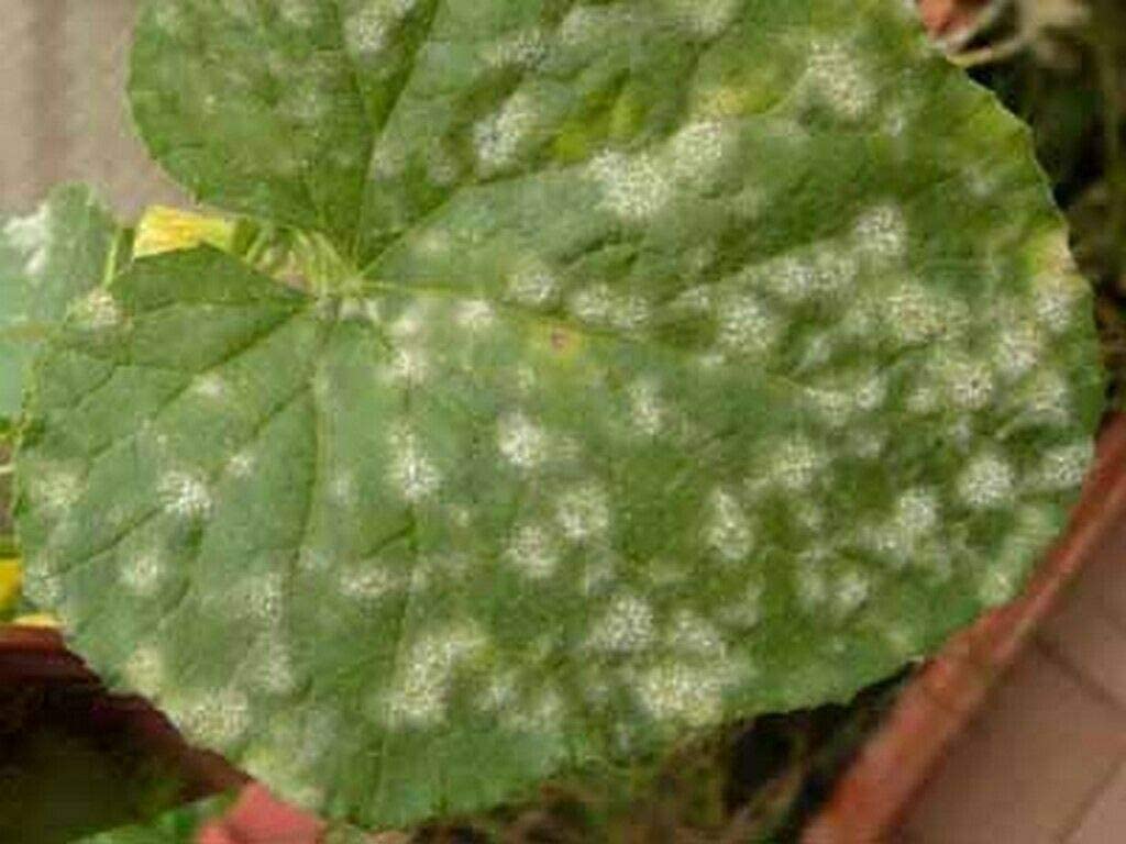 Fungicida liquido ad azione antiperonosporica "Oxi Zolfo Flow" per la difesa della vite ed ortaggi 1 kg