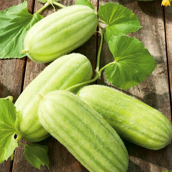 Semi di carosello "Mezzo lungo di Polignano" piante per orto e giardino