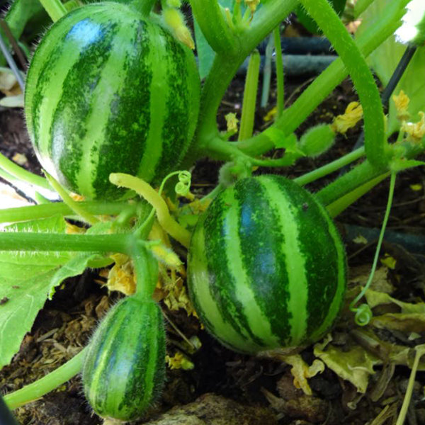 Semi di carosello "Tondo liscio di Manduria" piante per orto e giardino