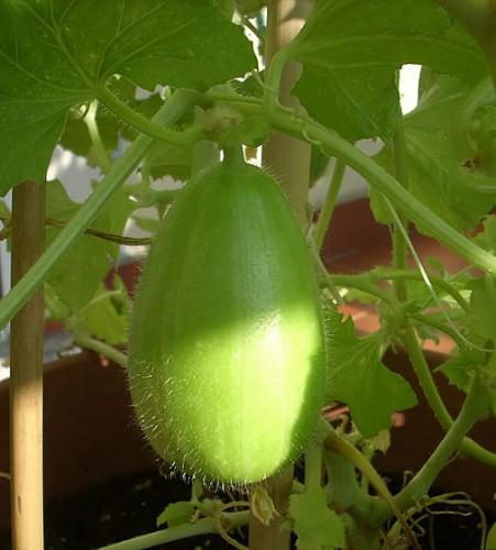 Semi di carosello "Spuredda leccese bianco" piante per orto e giardino