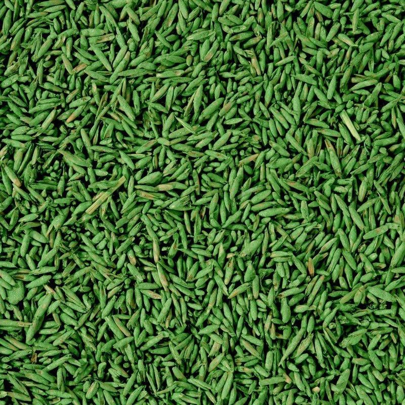 Seme "Prato in Ombra" tappeto erboso per zone ombreggiate da alberi e piante