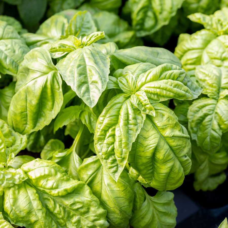 Semi di basilico italiano classico per pesto con foglie profumate per orto e giardino