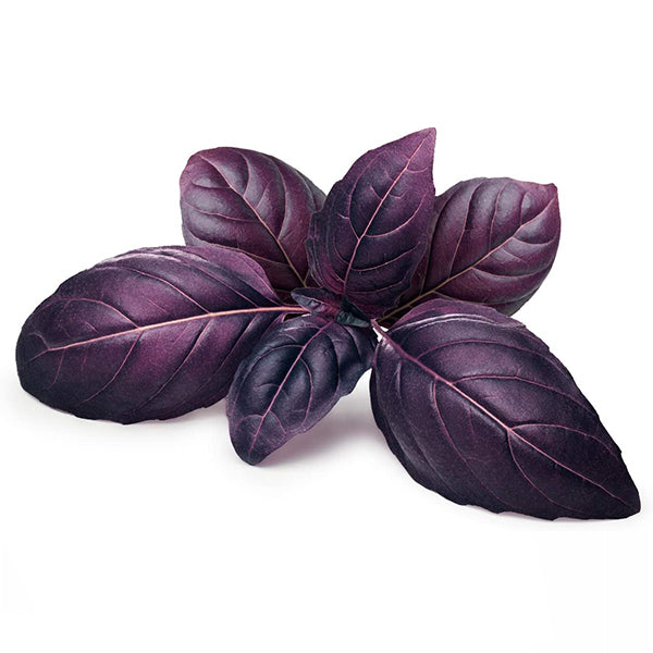 Semi di basilico "Rosso" piante per orto e giardino