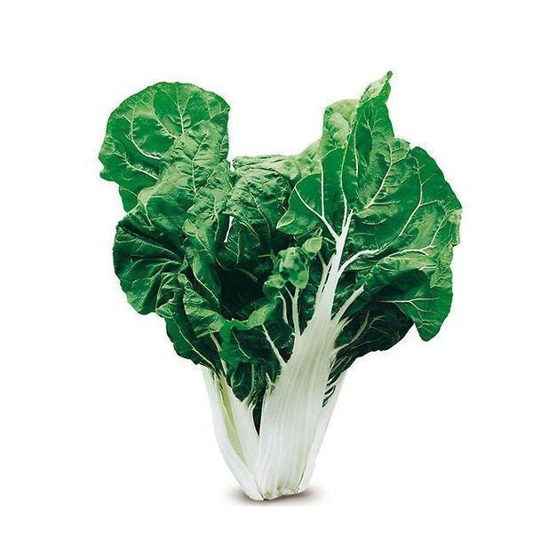 Semi di bietola da coste "bionda argentata 2" piante per orto e giardino