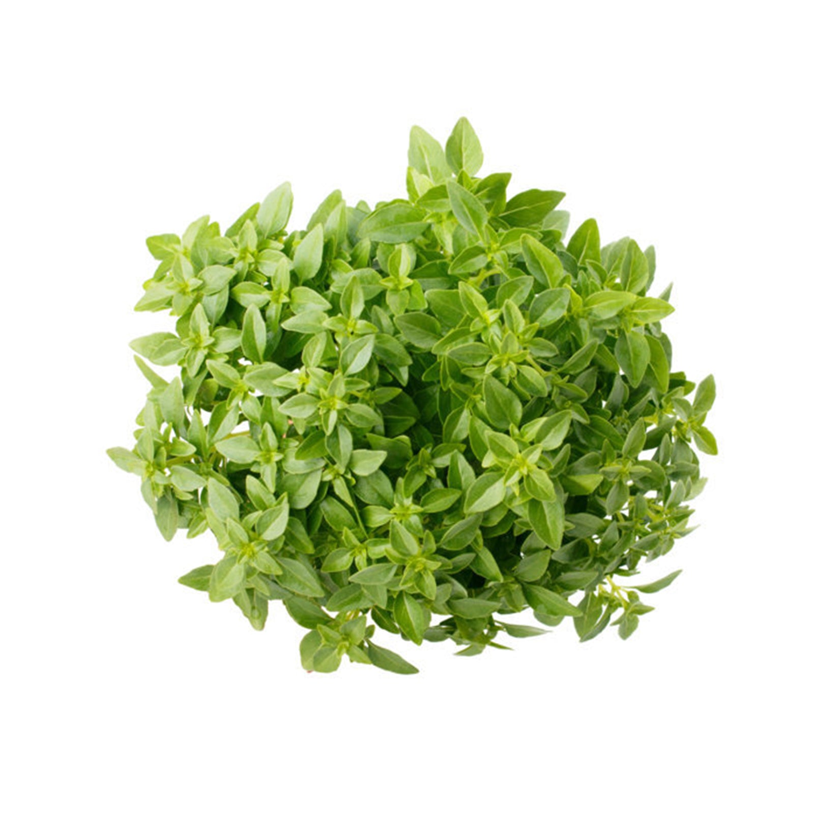 Semi di basilico "Fine verde" piante per orto e giardino