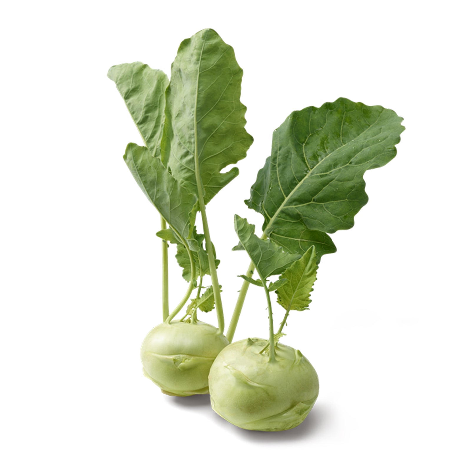 Semi di Cavolo Rapa di Vienna bianco per orto e giardino