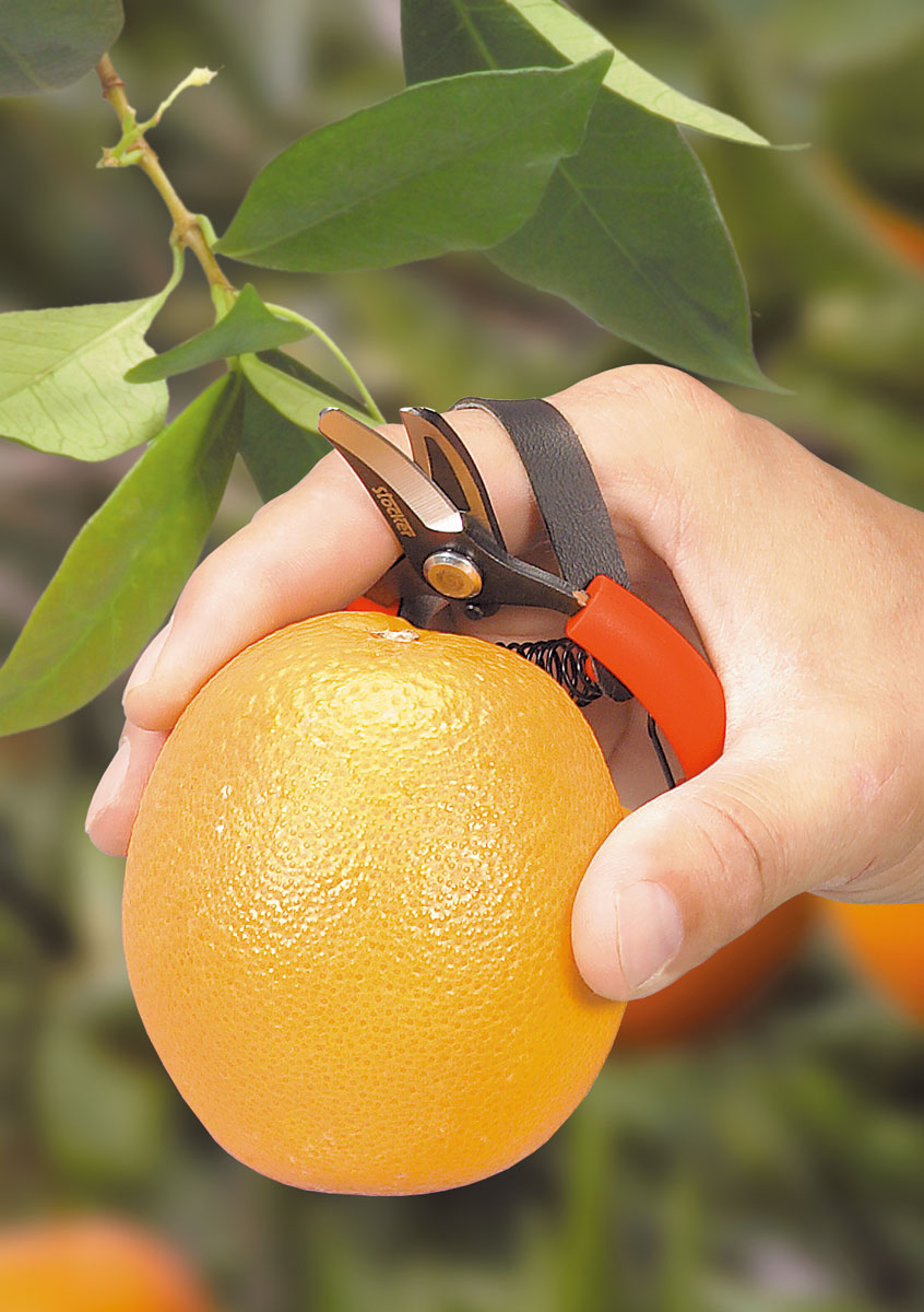 Tenaglietta per agrumi in acciaio inox con manici rivestiti in plastica lama curva da 10 cm