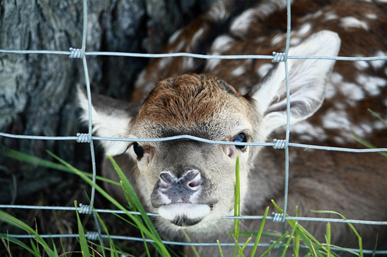 Rete pastorale da 50 mt per allevamenti di pecore in zone boschive, protezione da animali selvatici maglia 12x15 mm