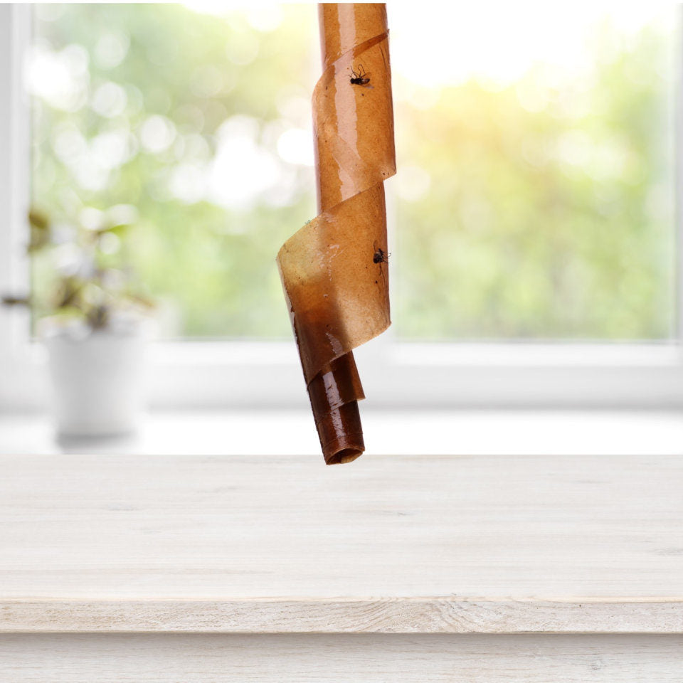 Strisce adesive per mosche e moscerini "Fly Catch" esca insetticida a rotoli uso interno ed esterno