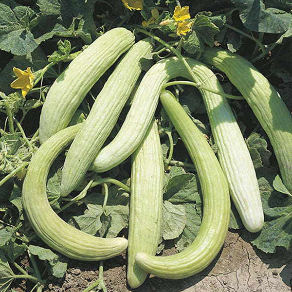 Semi di carosello "Tortarello bianco abruzzese" piante per orto e giardino