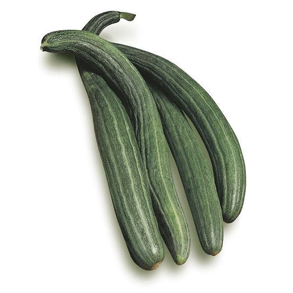 Semi di carosello "Tortarello verde abruzzese" piante per orto e giardino