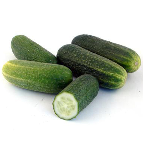 Semi di cetriolo "Foggiano" piante per orto e giardino