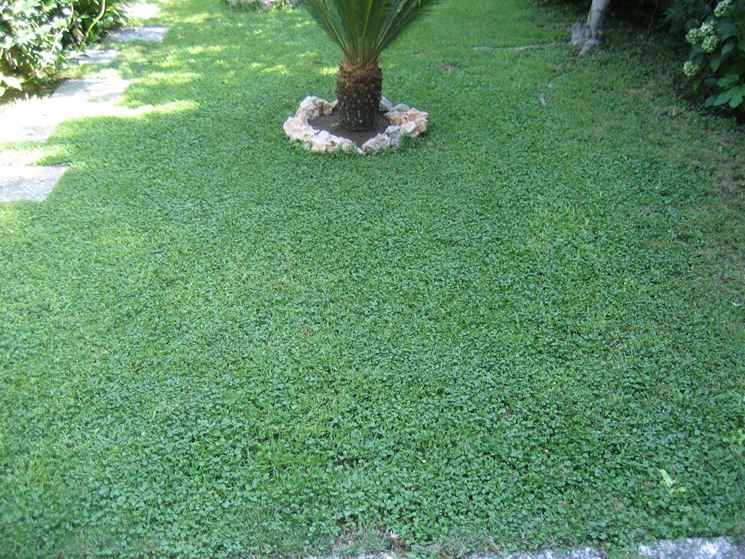 Seme "Dichondra Repens" tappeto erboso a bassa manutenzione quadrifoglio per aiuole